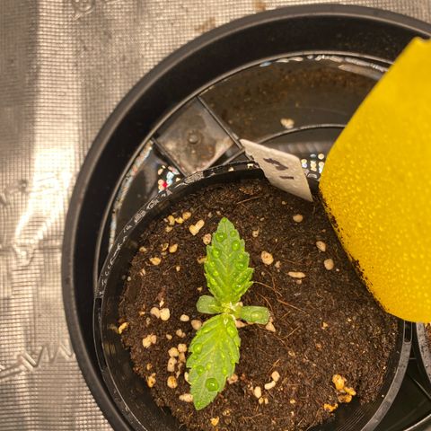 OPxM #1 growlog timeline photo
