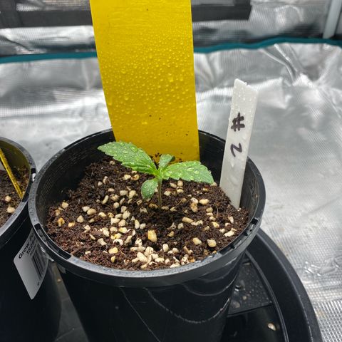 OPxM #2 growlog timeline photo
