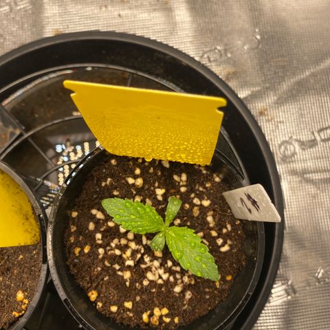 OPxM #2 growlog timeline photo