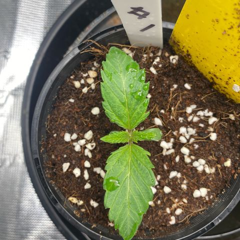 OPxM #1 growlog timeline photo