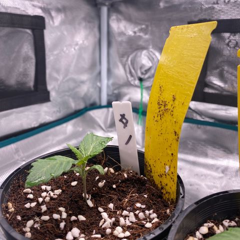 OPxM #1 growlog timeline photo