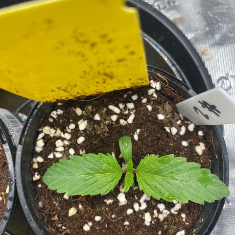 OPxM #2 growlog timeline photo