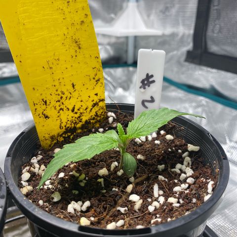 OPxM #2 growlog timeline photo