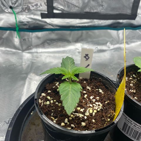 OPxM #1 growlog timeline photo