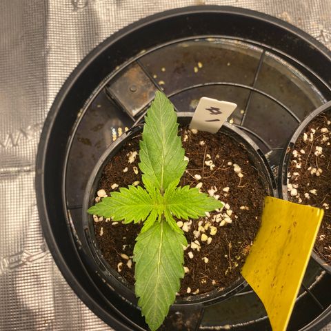 OPxM #1 growlog timeline photo