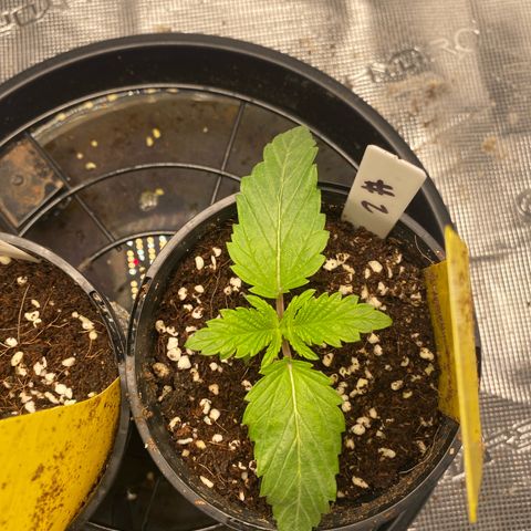 OPxM #2 growlog timeline photo