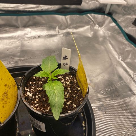 OPxM #2 growlog timeline photo