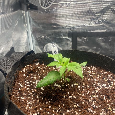 OPxM #1 growlog photo: Transplant to bigger 5gal pot