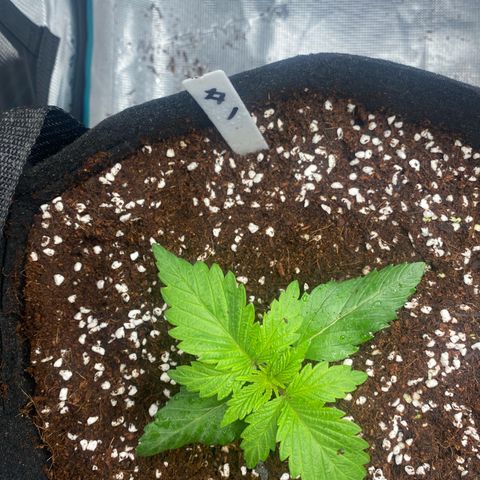 OPxM #1 growlog photo: Transplant to bigger 5gal pot