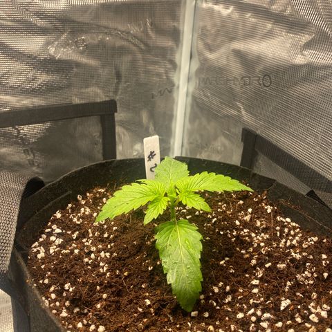 OPxM #2 growlog timeline photo