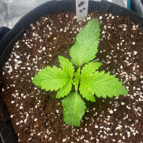 OPxM #2 growlog timeline photo