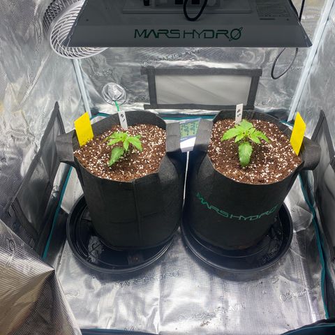 OPxM #1 growlog timeline photo