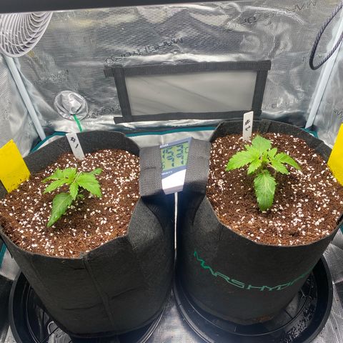 OPxM #1 growlog timeline photo