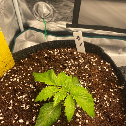OPxM #1 growlog timeline photo