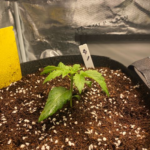 OPxM #1 growlog timeline photo