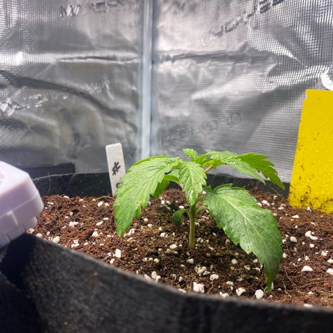 OPxM #2 growlog timeline photo