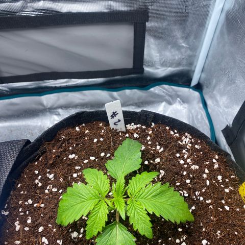 OPxM #2 growlog timeline photo
