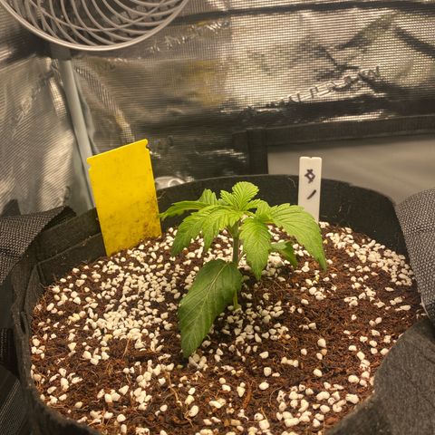 OPxM #1 growlog timeline photo