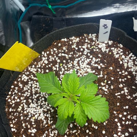 OPxM #1 growlog timeline photo