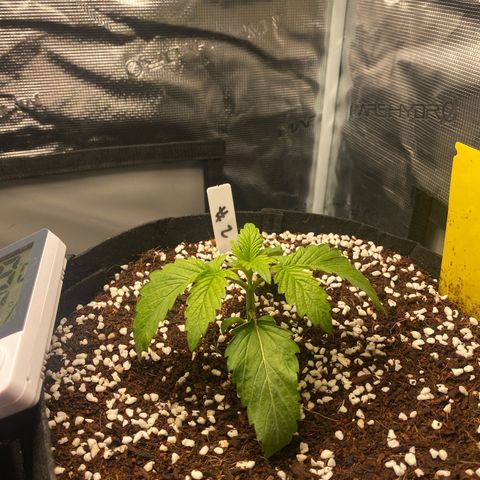 OPxM #2 growlog timeline photo
