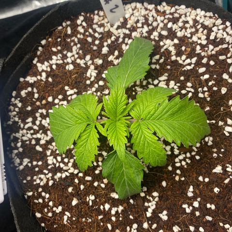 OPxM #2 growlog timeline photo