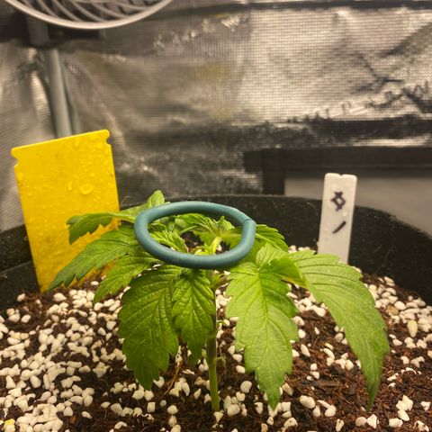 OPxM #1 growlog timeline photo