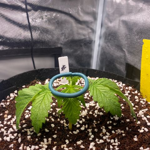 OPxM #2 growlog timeline photo