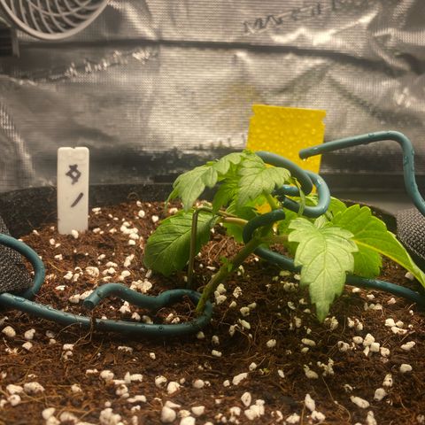 OPxM #1 growlog timeline photo