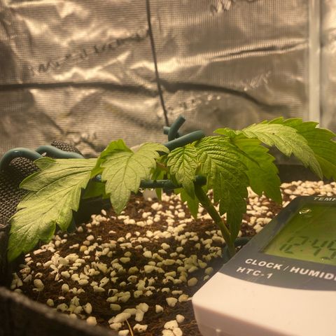 OPxM #2 growlog timeline photo