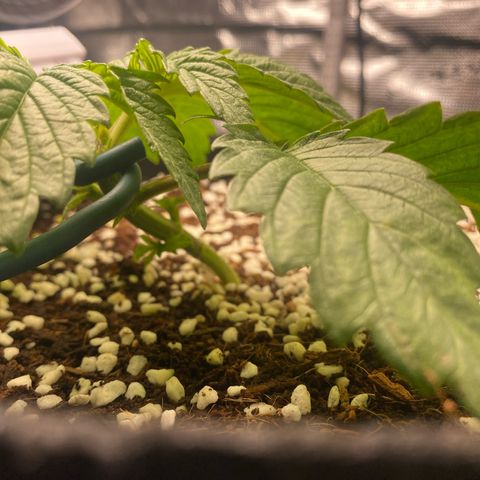 OPxM #2 growlog timeline photo