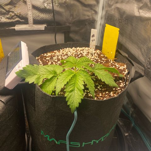 OPxM #2 growlog timeline photo