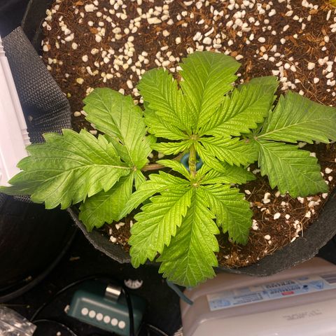 OPxM #2 growlog timeline photo