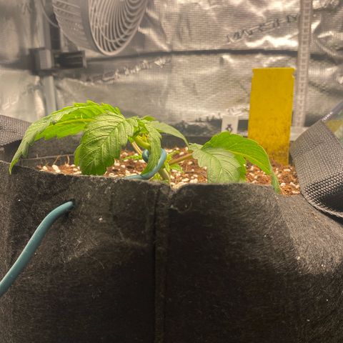 OPxM #1 growlog photo: Had a fan leave snap from number #1