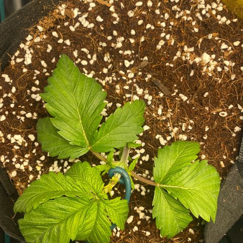OPxM #1 growlog photo: Had a fan leave snap from number #1