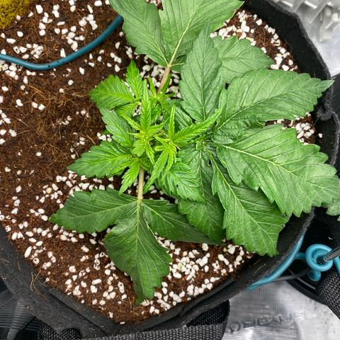 OPxM #1 growlog photo: Slight nutrient burn so flushing 