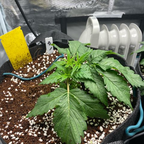 OPxM #1 growlog photo: Slight nutrient burn so flushing 