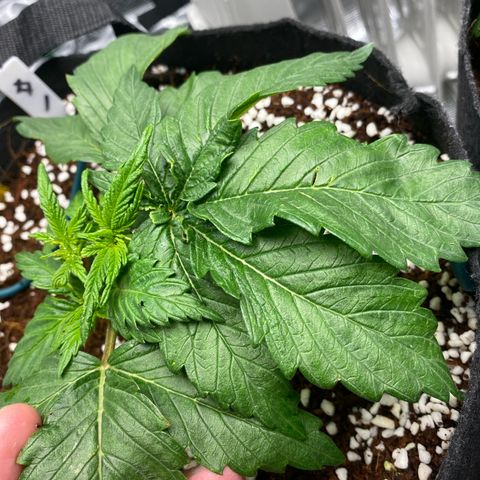 OPxM #1 growlog photo: Slight nutrient burn so flushing 