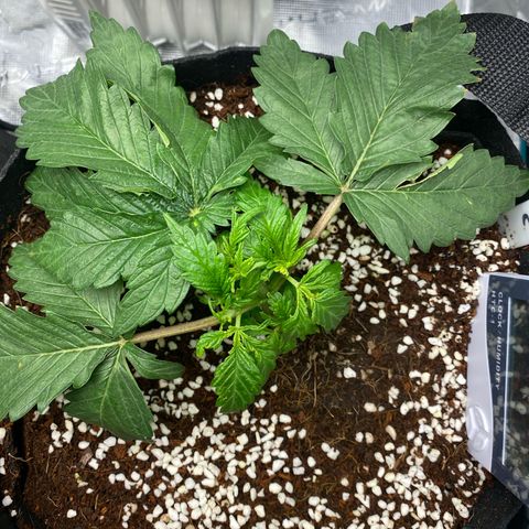 OPxM #2 growlog timeline photo
