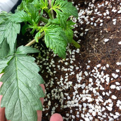 OPxM #2 growlog timeline photo