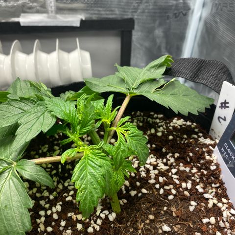 OPxM #2 growlog photo: Nutrient burn so flush 