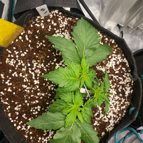 OPxM #1 growlog timeline photo
