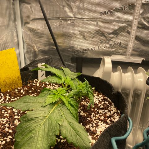 OPxM #1 growlog timeline photo