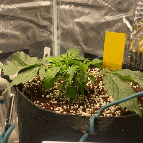OPxM #2 growlog timeline photo