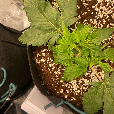 OPxM #2 growlog timeline photo