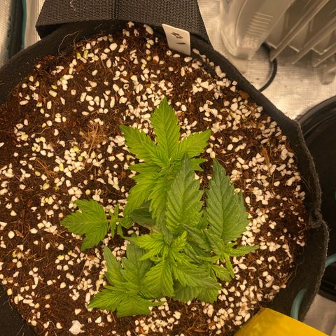 OPxM #1 growlog timeline photo