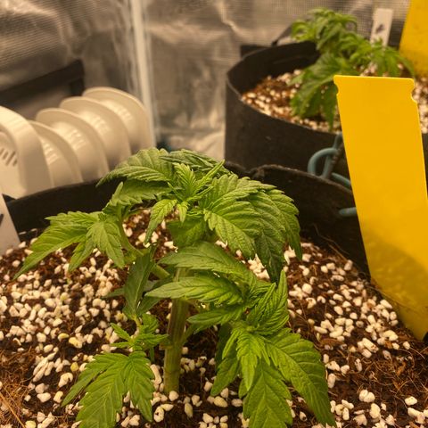 OPxM #1 growlog timeline photo