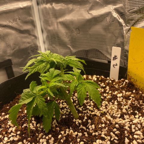 OPxM #2 growlog timeline photo