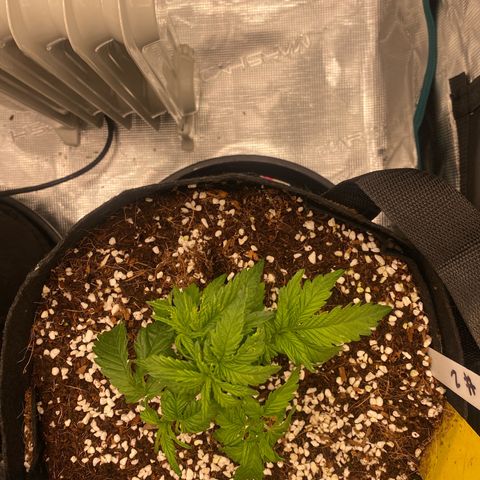OPxM #2 growlog timeline photo