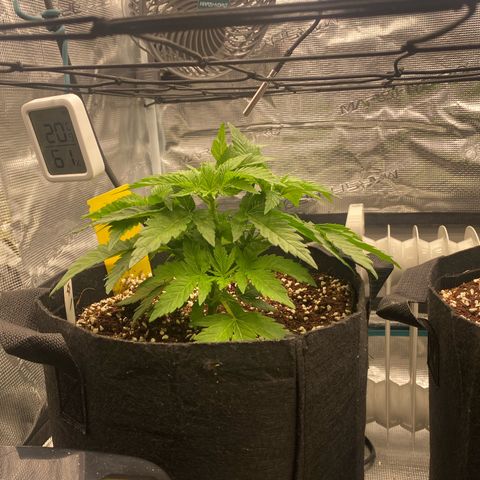 OPxM #1 growlog timeline photo