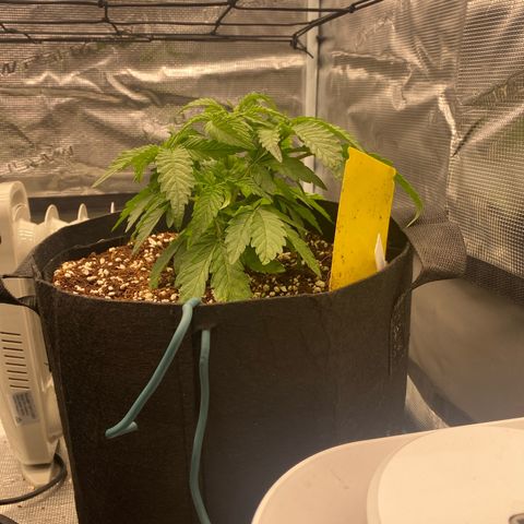 OPxM #2 growlog timeline photo